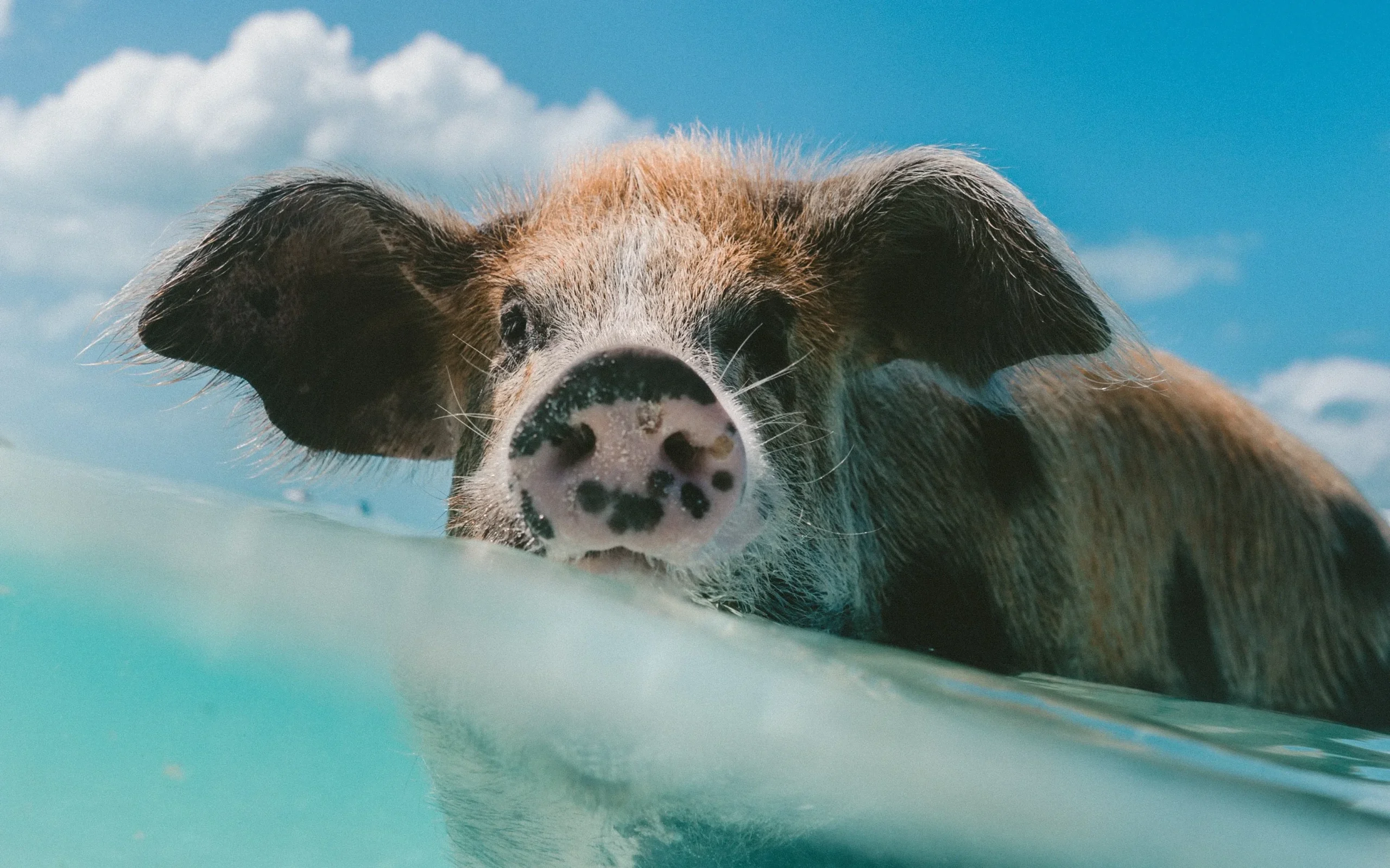 pig swimming
