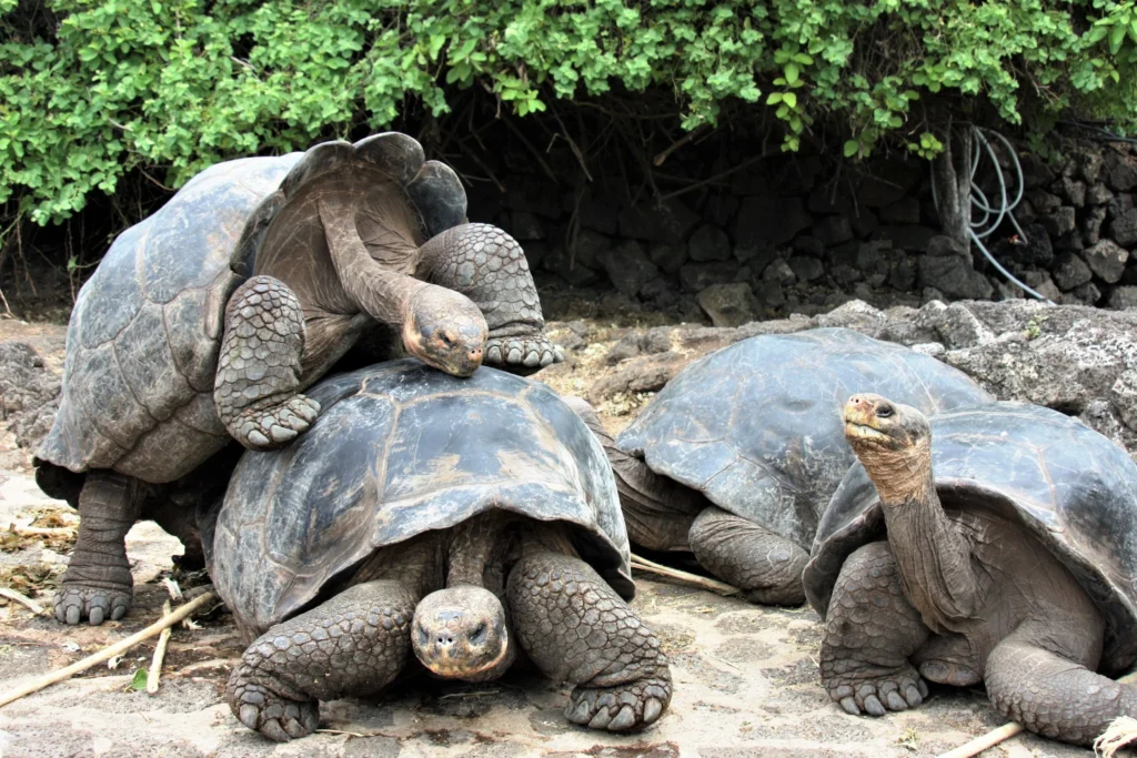 Galapagos Turtles