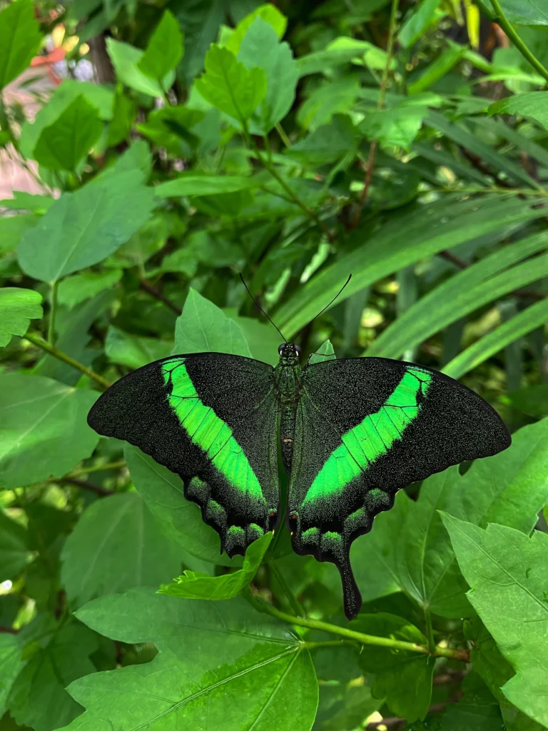 Butterfly Farm, Aruba