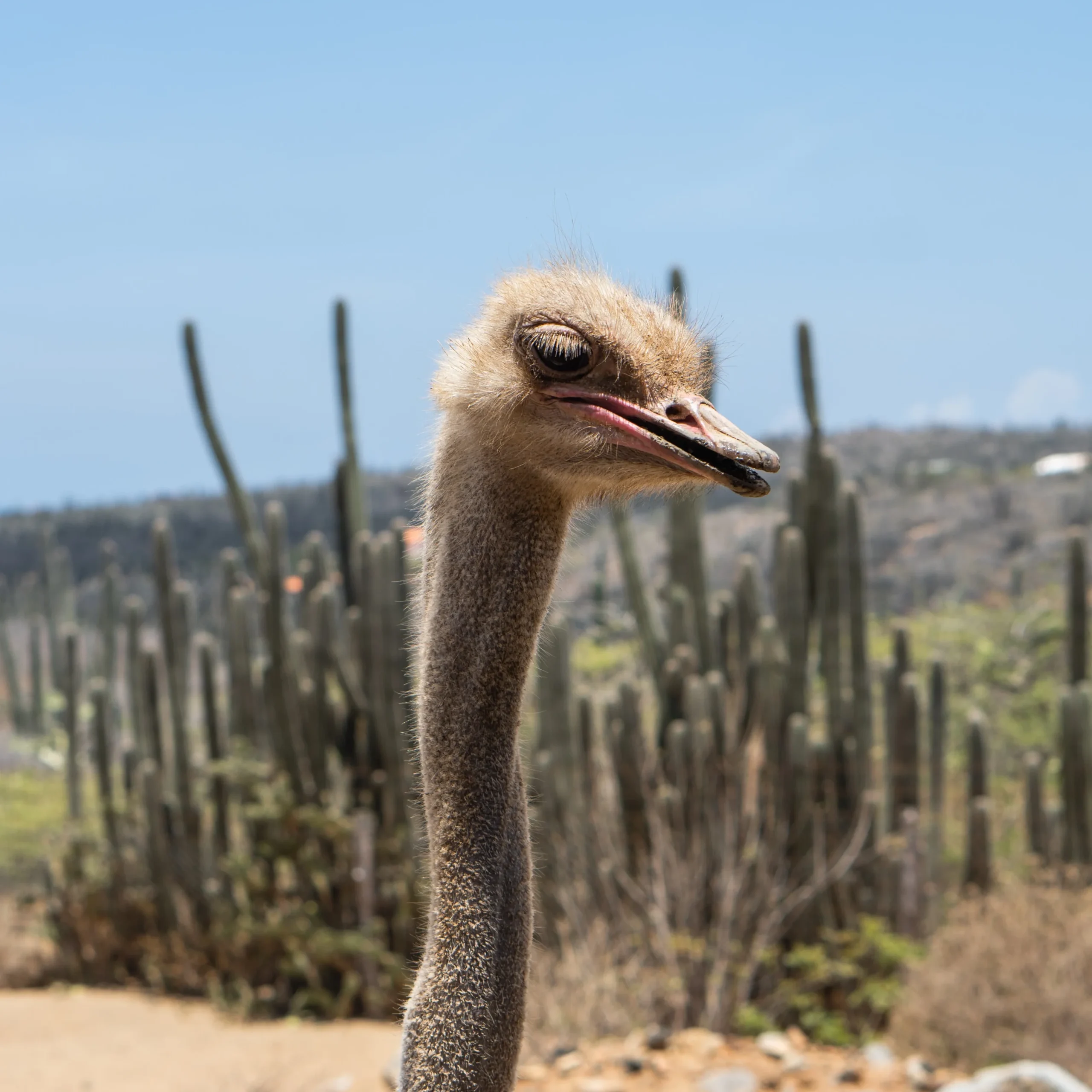 Ostrich in Aruba
