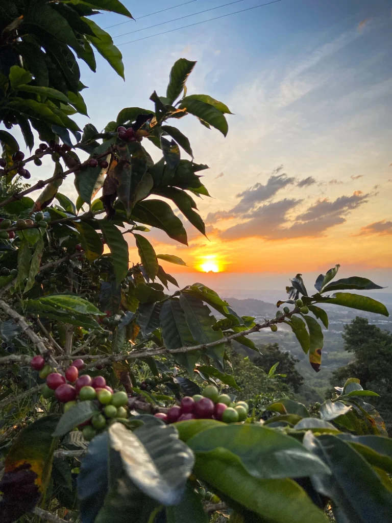 Coffee Farm In Colombia
