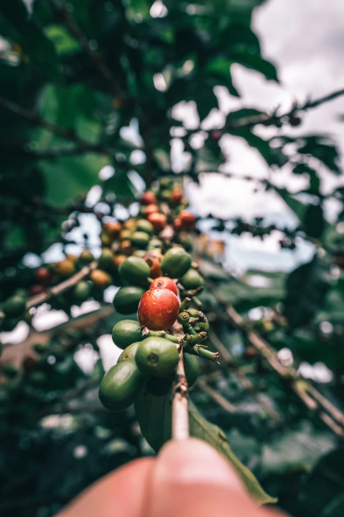 coffee farm in colombia