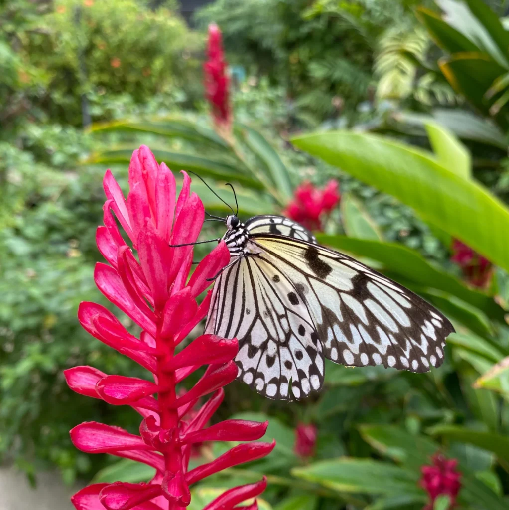 Butterfly Garden, Aruba