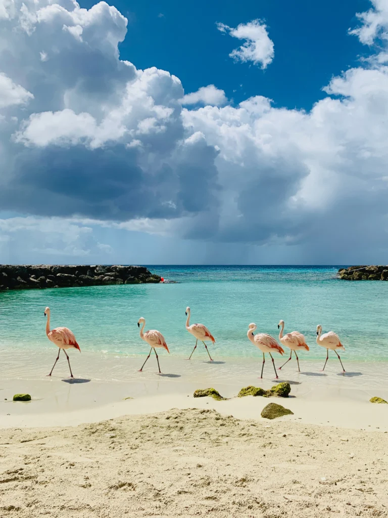 flamingos on de palm island
