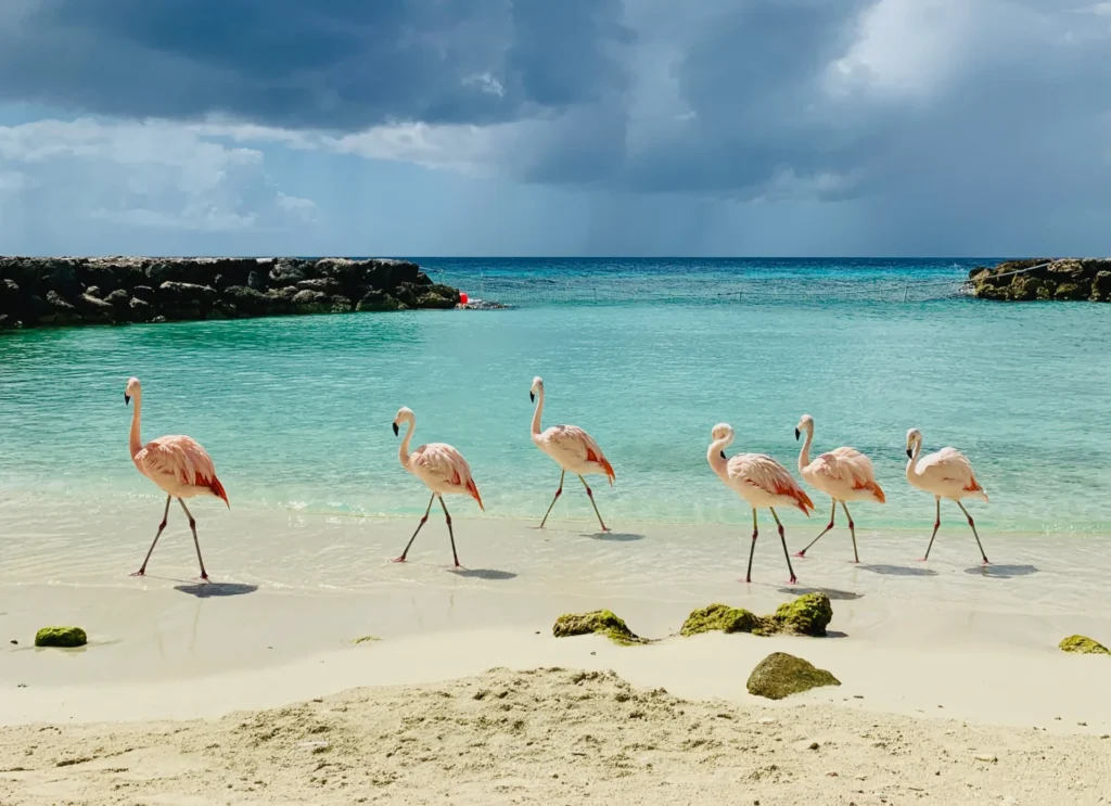 flamingos on de palm island