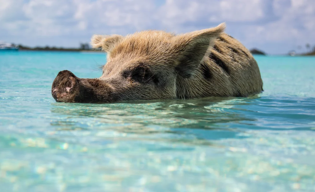 swimming pigs bahamas