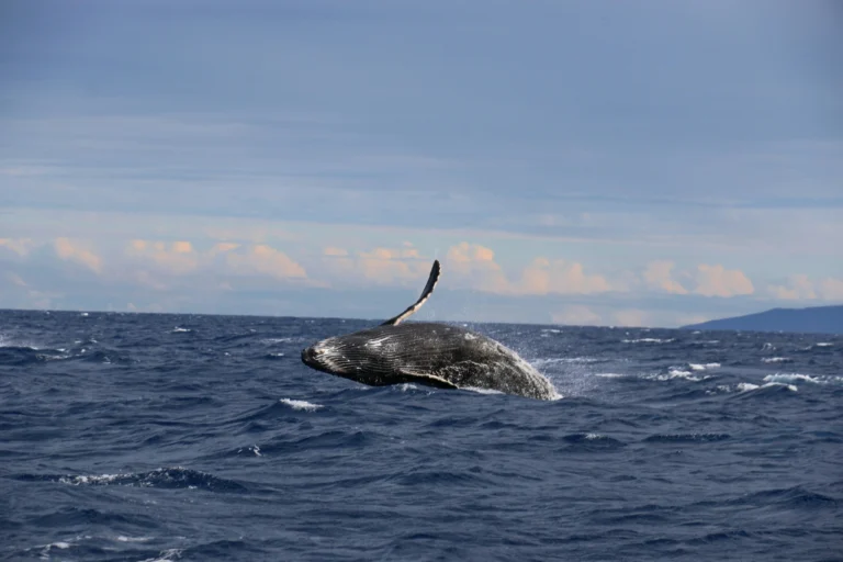 whale watching in kailua kona hawaii
