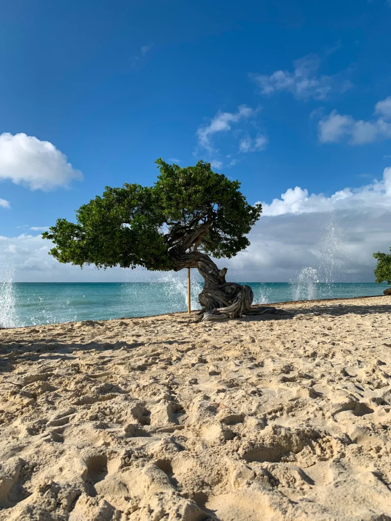 Divi Tree on the beach in Aruba